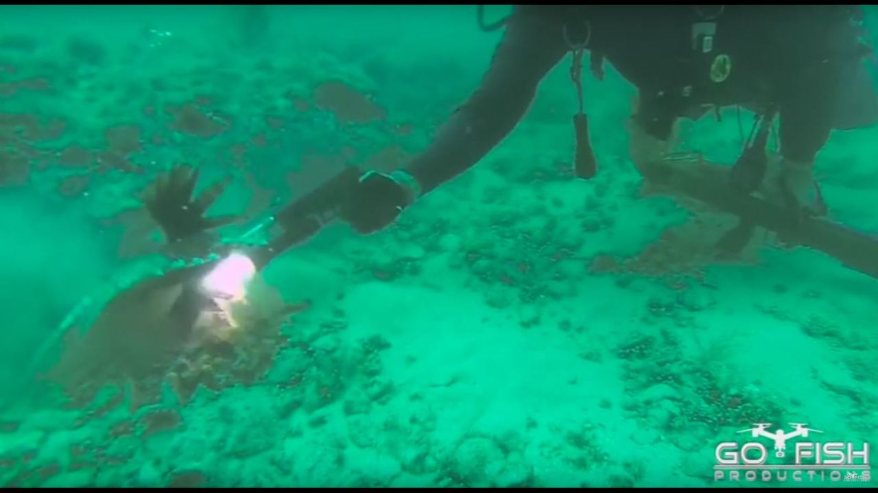 Body Shop Tallahassee >> Florida man uses modified handgun to kill lionfish 100 feet... Body Shop Tallahassee >> Florida man uses modified handgun to kill lionfish 100 feet...