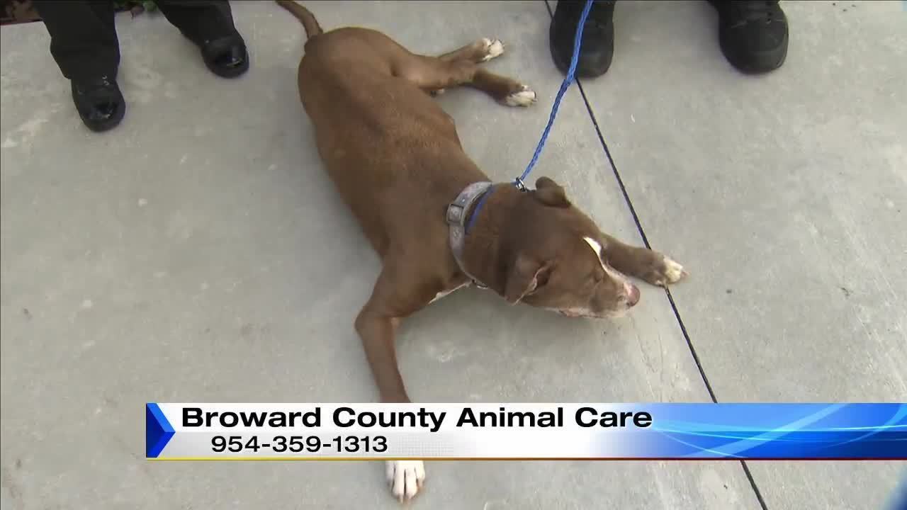 adopt a puppy miami adopt a pet dec 20 adopt a puppy miami adopt a pet dec 20