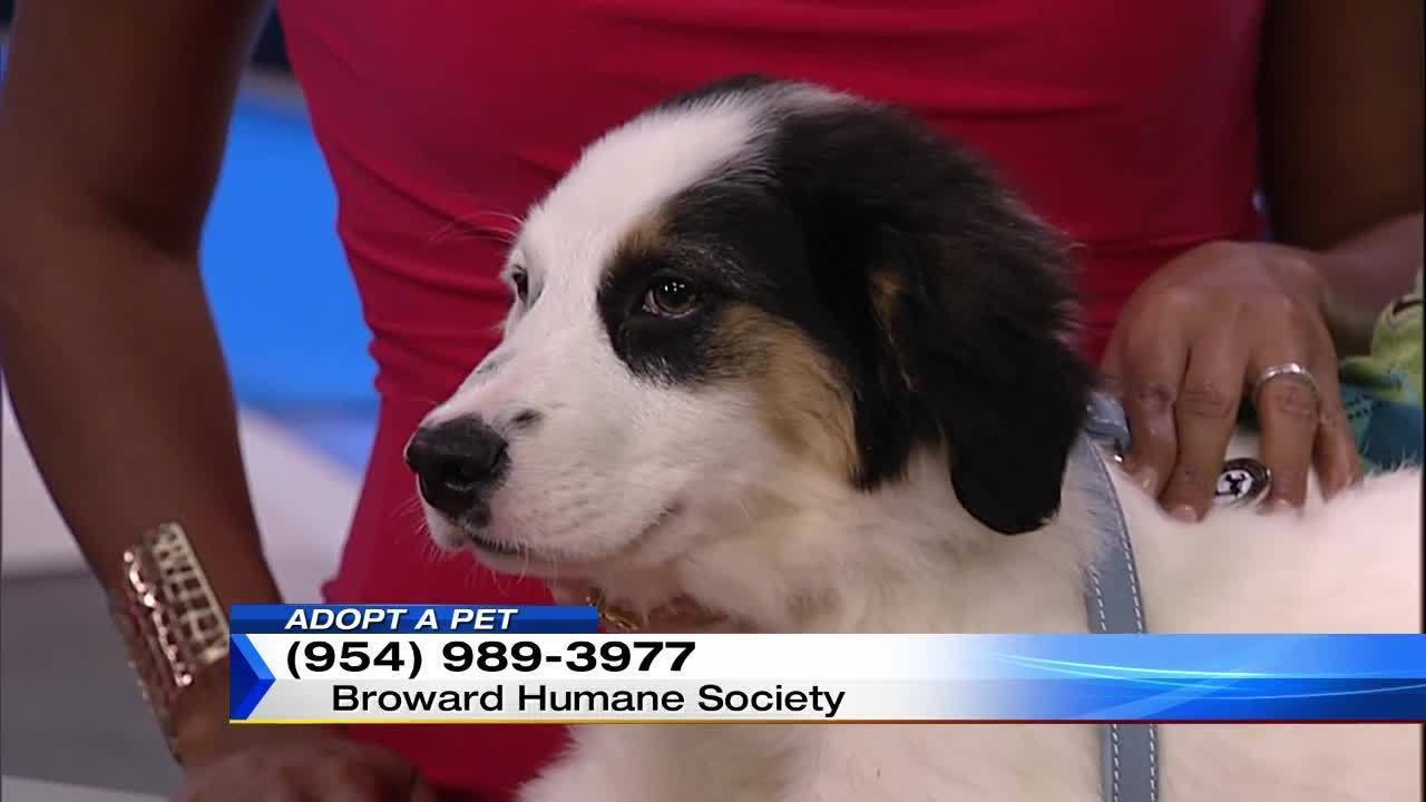 adopt a puppy miami adopt a pet jan 21 adopt a puppy miami adopt a pet jan 21