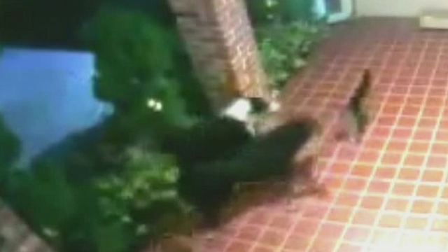 Stray dogs attack cat in Hollywood neighborhood_25291398