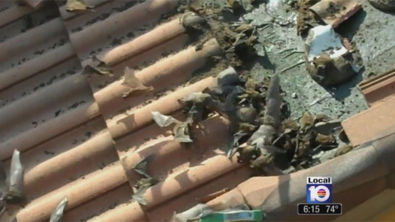 Roofers Find Thousands Of Bats Under Shingles