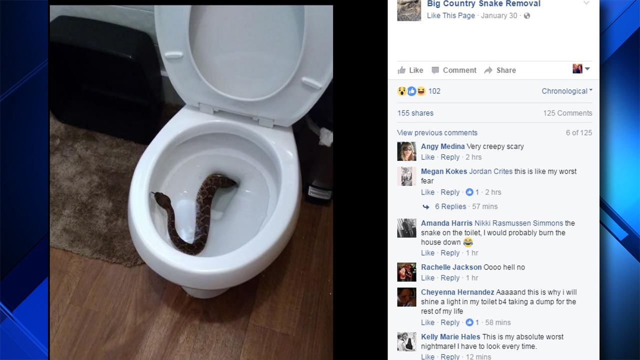 Texas Car Inspection >> 24 rattlesnakes found hiding in one home Texas Car Inspection >> 24 rattlesnakes found hiding in one home