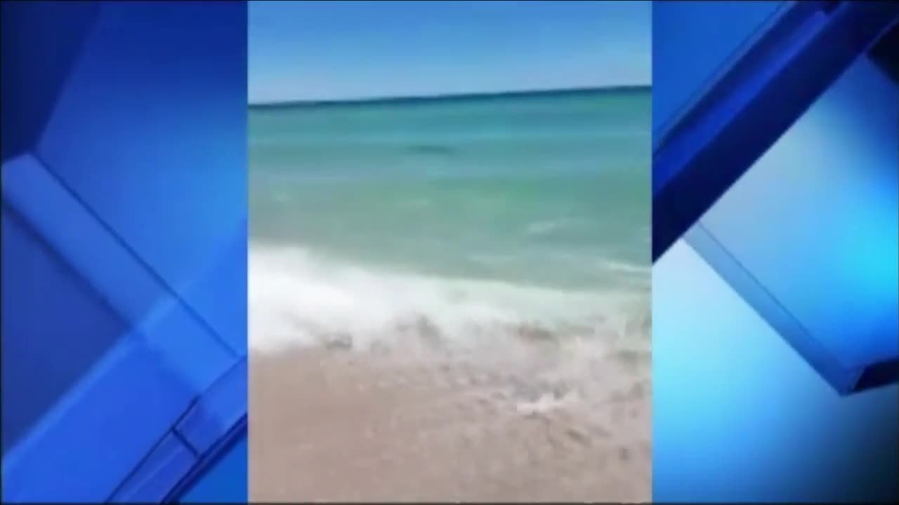 Shark Sightings Miami Beach Shark Sightings Miami Beach