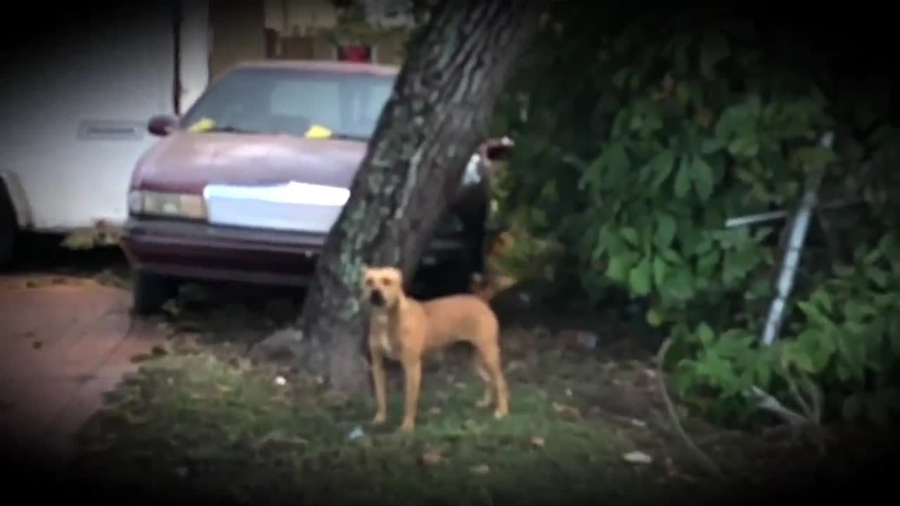 Vicious Dogs Terrorize Broward Neighborhood Vicious Dogs Terrorize Broward Neighborhood