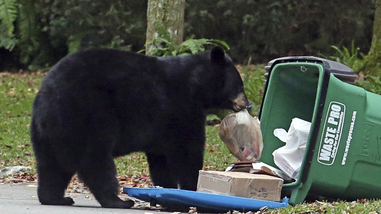 Black Car Orlando >> Nuisance bear deaths decline in Florida as 'bear-wise ... Black Car Orlando >> Nuisance bear deaths decline in Florida as 'bear-wise ...