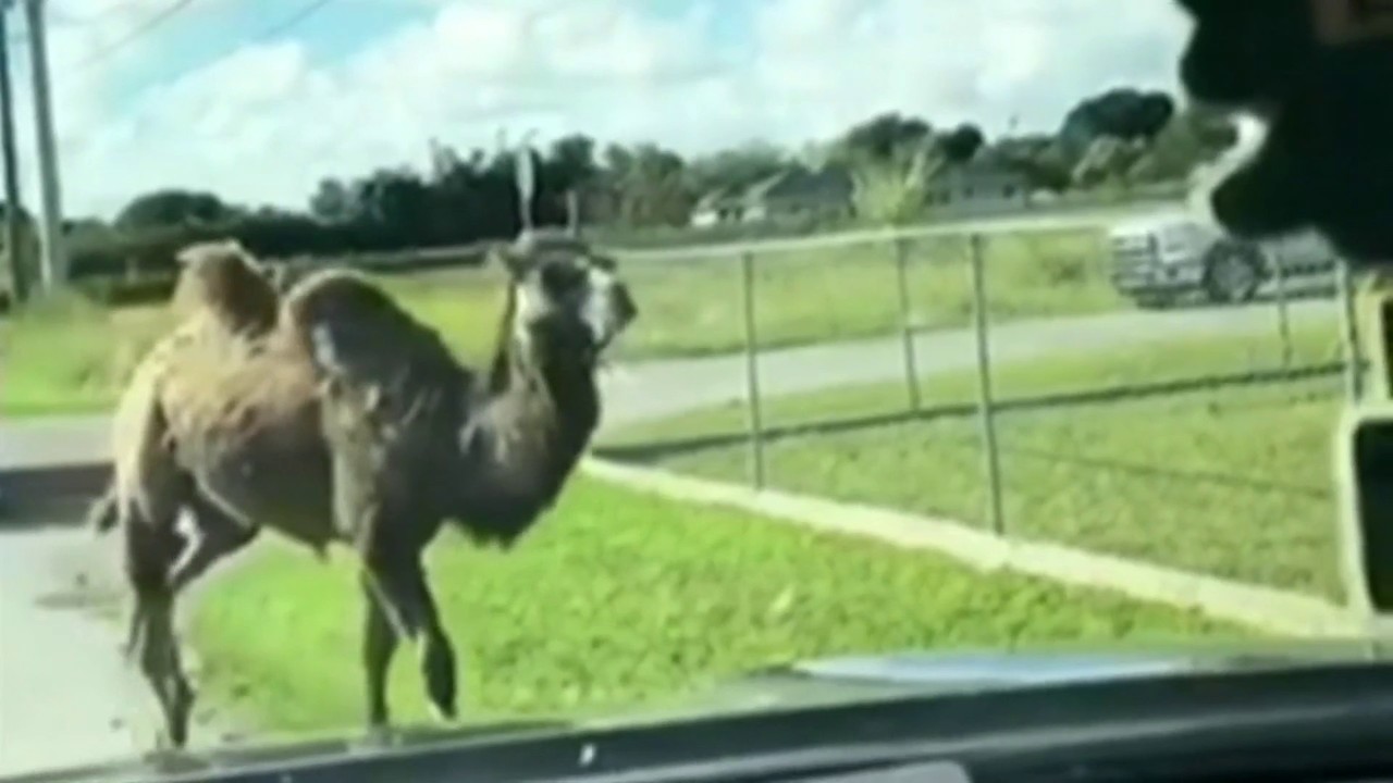 Runaway Camel Found In Southwestmi Dade Runaway Camel Found In Southwestmi Dade
