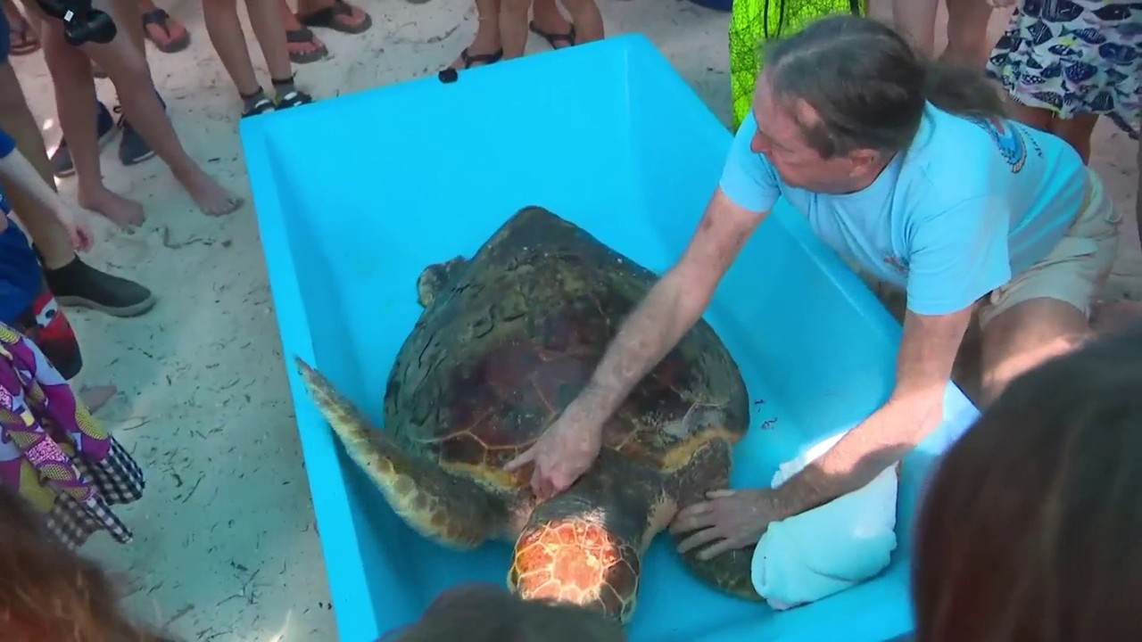 Sea turtle released back into ocean months after being found injured off Florida Keys