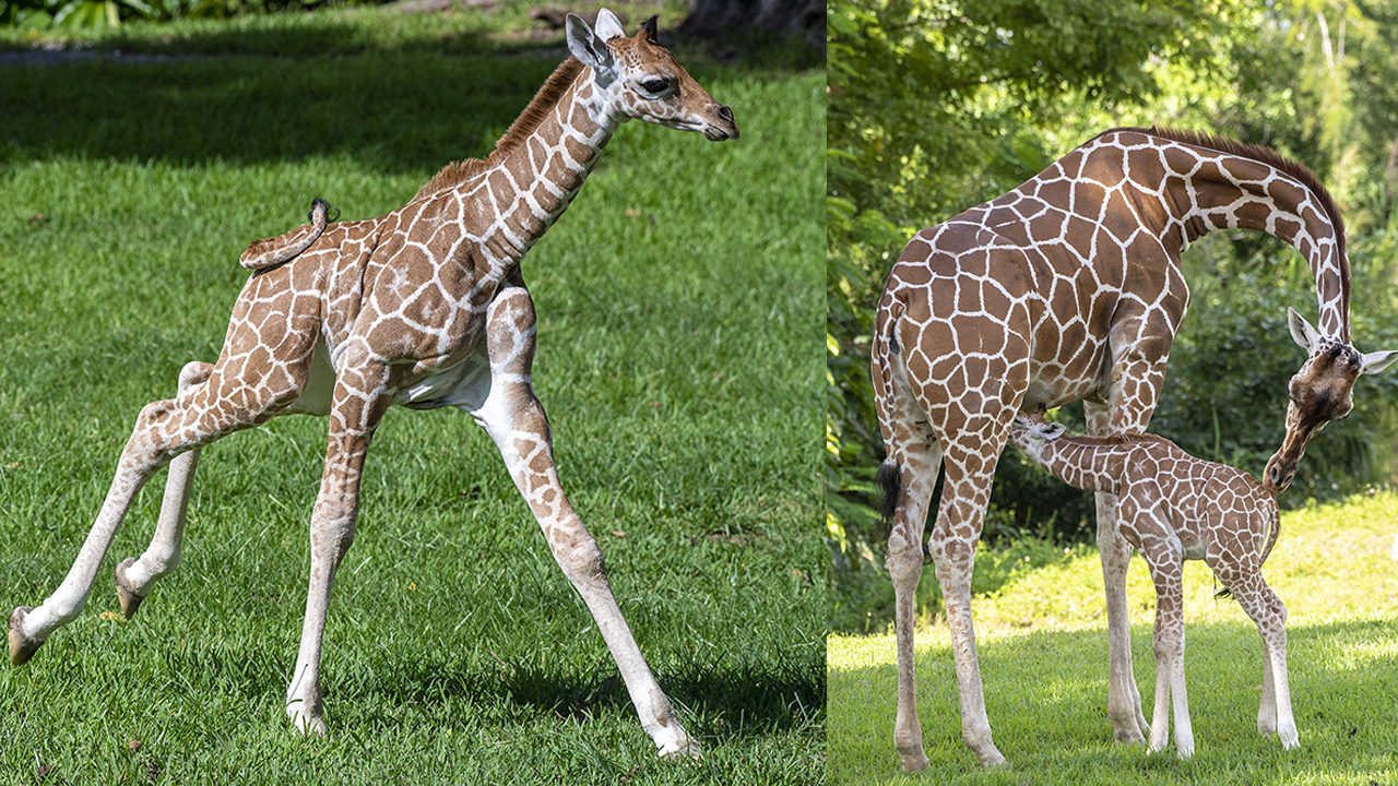 Baby giraffe makes public debut at Zoo Miami