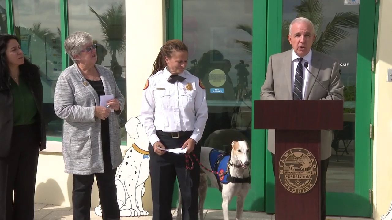 Greyhound, rescue dogs working as therapy animals for Miami-Dade Fire Rescue - WPLG Local 10